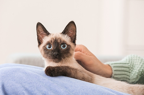 Chat siamois posé sur des jambes