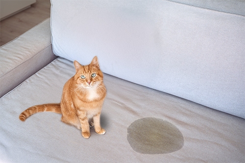 Chat roux qui a uriné sur le canapé