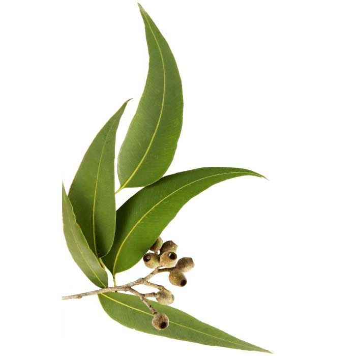 Eucalyptus Globulus Feuille et fruit
