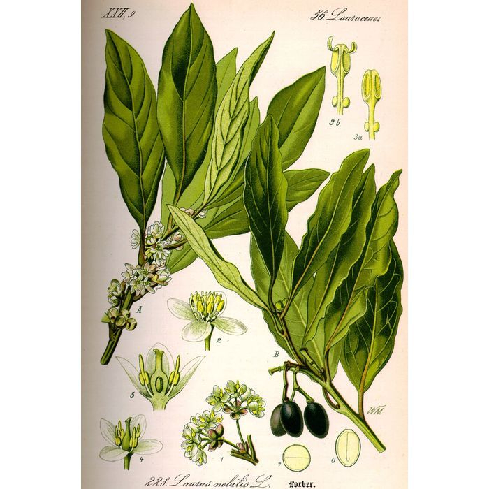 Planche botanique - Laurus Nobilis ou Laurier sauce