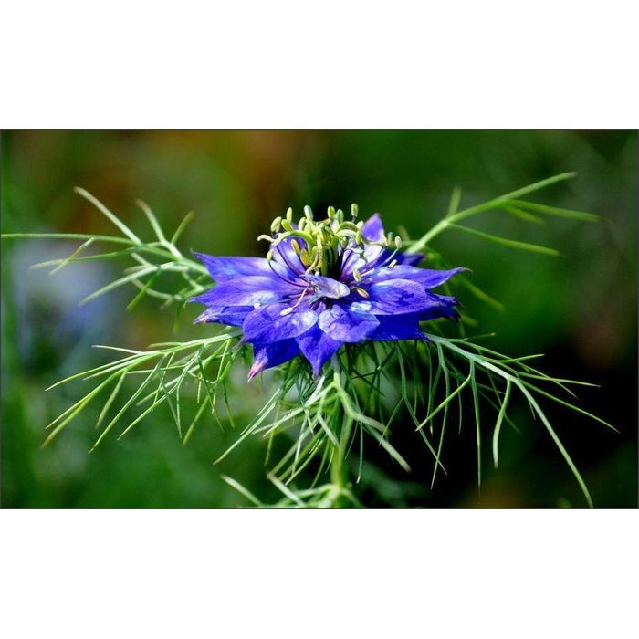 Nigella sativa, dont les graines servent à la fabrication de l'huile de Nigelle