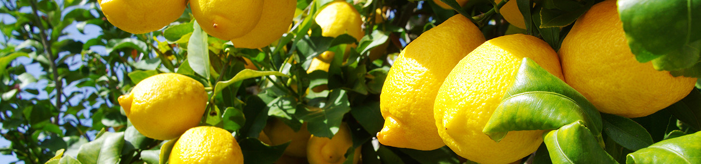 Quelles sont les propriétés de l’huile essentielle de citron ?