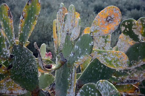 Comment utiliser le savon de Marseille pour en faire un insecticide naturel ?